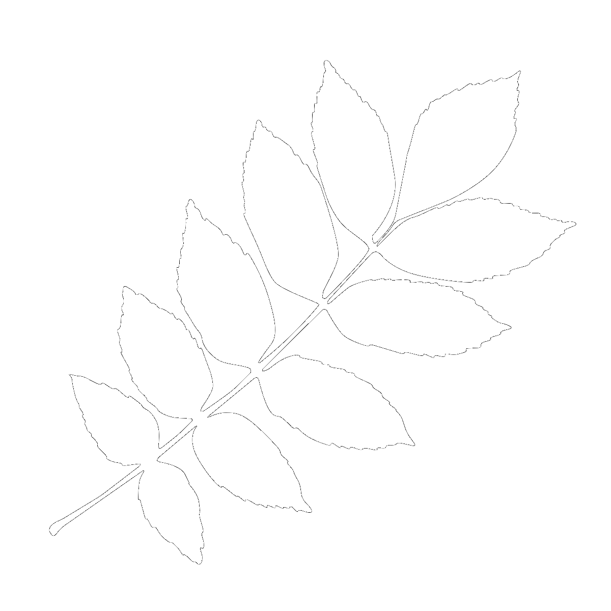 Symbol The Ash Tree